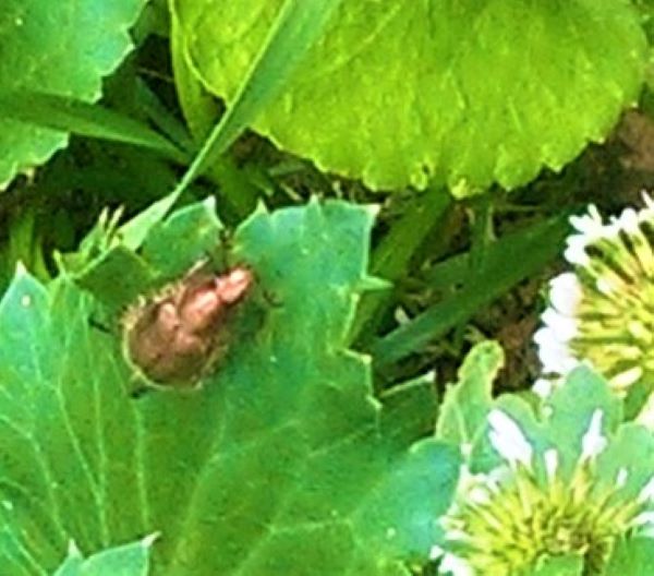 Sconosciuto che sembra d''oro: Amphicoma carcelii